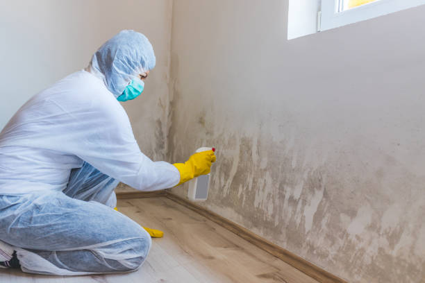 Licensed Commercial Mold Remediation service in Port Jefferson Station, NY - WQB Mold Removal